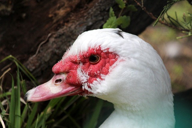 中国女子冰 中国女子冰